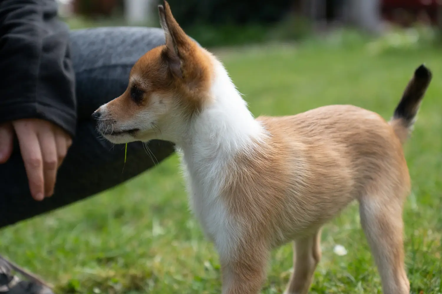 Buying a Norwegian Lundehund puppy means taking responsibility! Buy Norwegian Lundehund puppies.