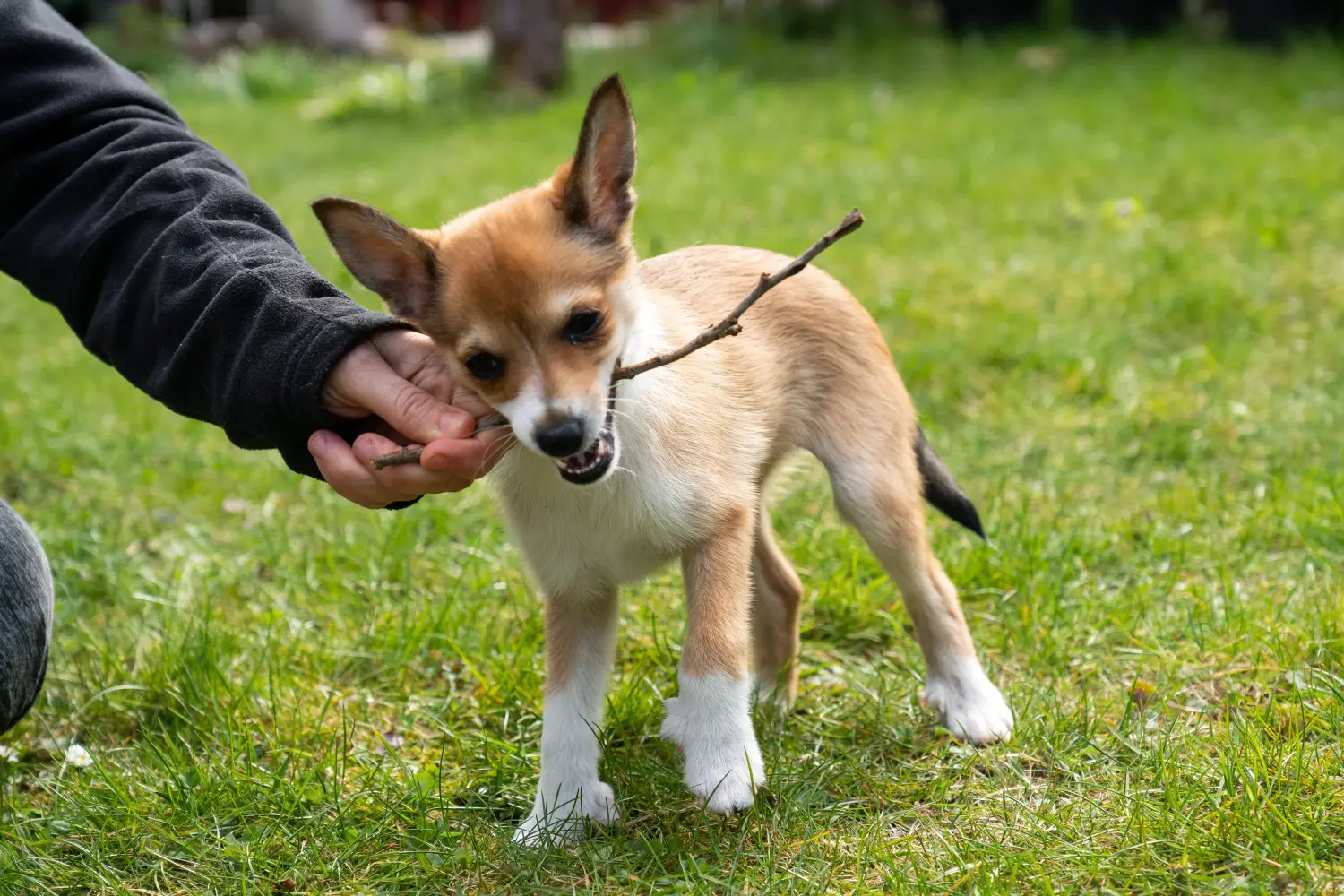 Buying a Norwegian Lundehund puppy means taking responsibility! Buy Norwegian Lundehund puppies.