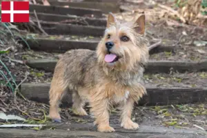 Read more about the article Norwich Terrier breeders and puppies in Denmark