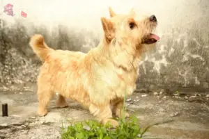 Read more about the article Norwich Terrier breeders and puppies in Hovedstaden