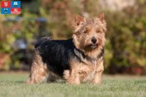 Read more about the article Norwich Terrier breeders and puppies in Karlsbad
