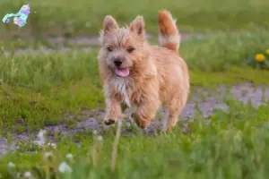 Read more about the article Norwich Terrier breeders and puppies in Nordjylland