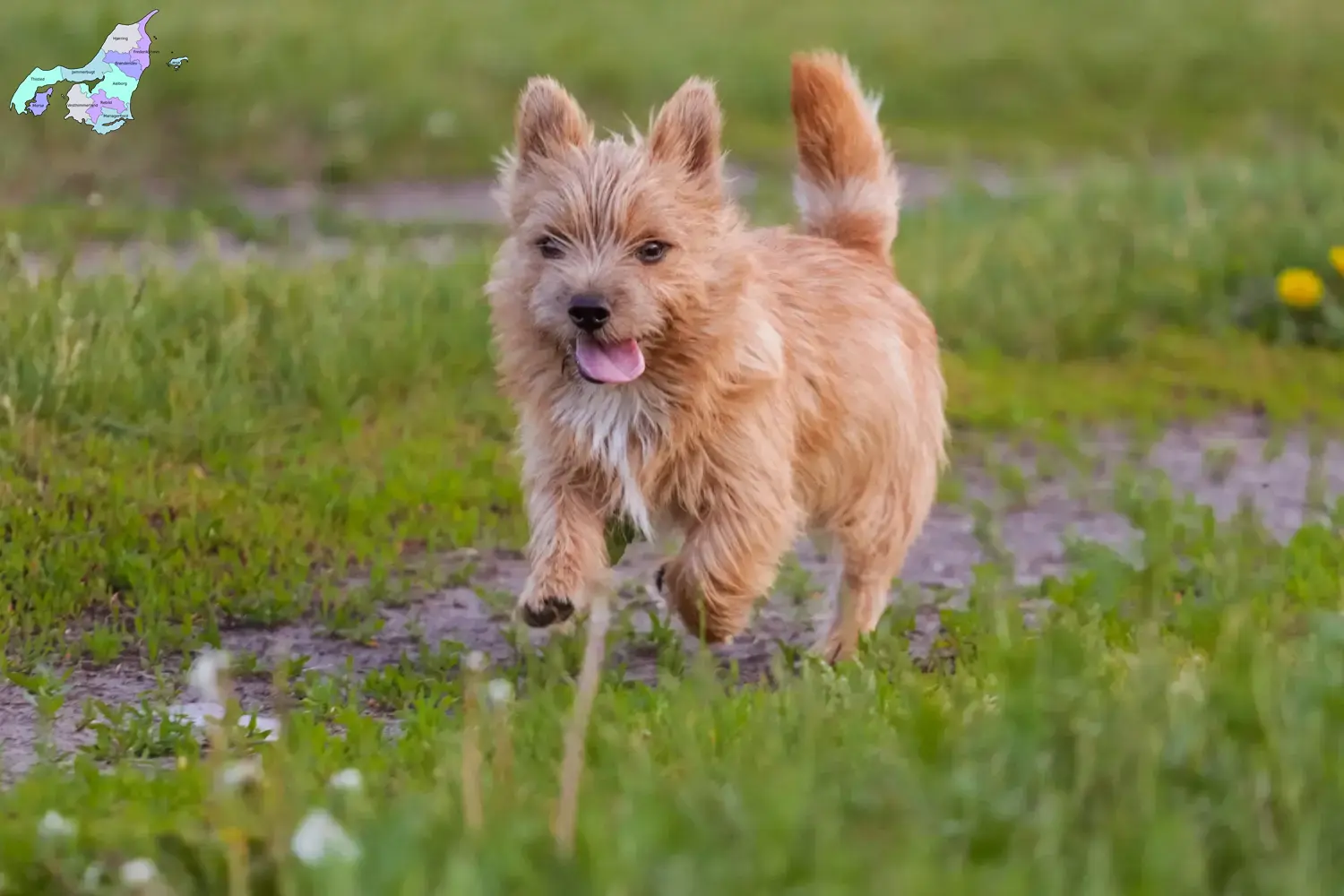 Norwich Terrier puppies and breeders Nordjylland Find Norwich Terrier breeders in Nordjylland.