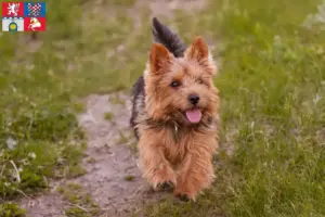 Read more about the article Norwich Terrier breeders and puppies in Pardubice
