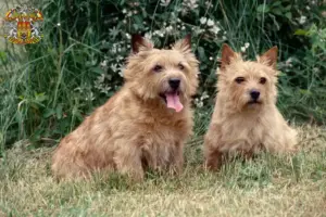 Read more about the article Norwich Terrier breeders and puppies in Prague