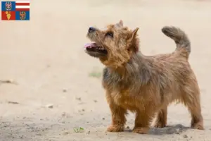 Read more about the article Norwich Terrier breeders and puppies in South Moravia