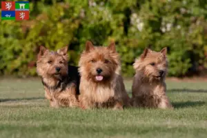 Read more about the article Norwich Terrier breeders and puppies in Ústí