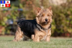 Read more about the article Norwich Terrier breeders and puppies in Vysočina