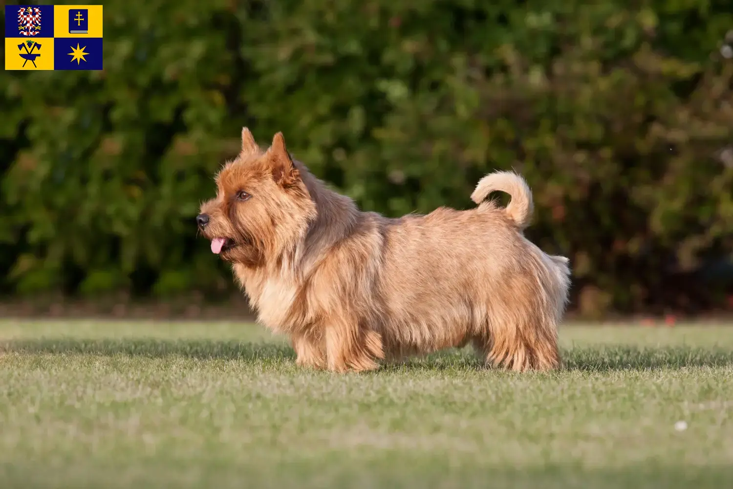Read more about the article Norwich Terrier breeders and puppies in Zlín