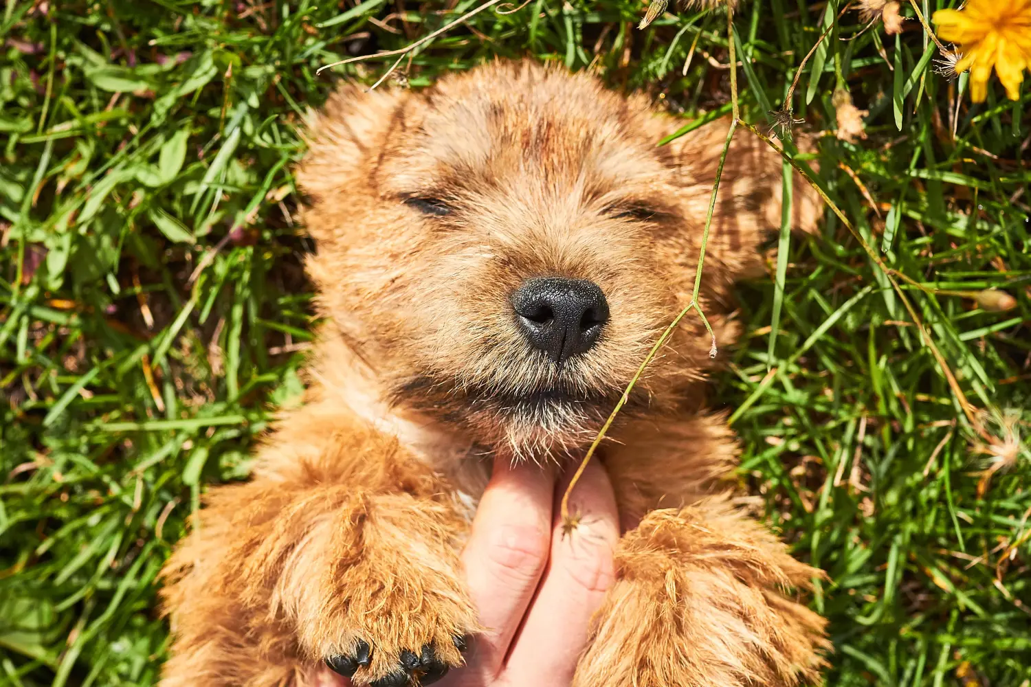 Buying a Norwich Terrier puppy means taking responsibility! Buy Norwich Terrier puppies.