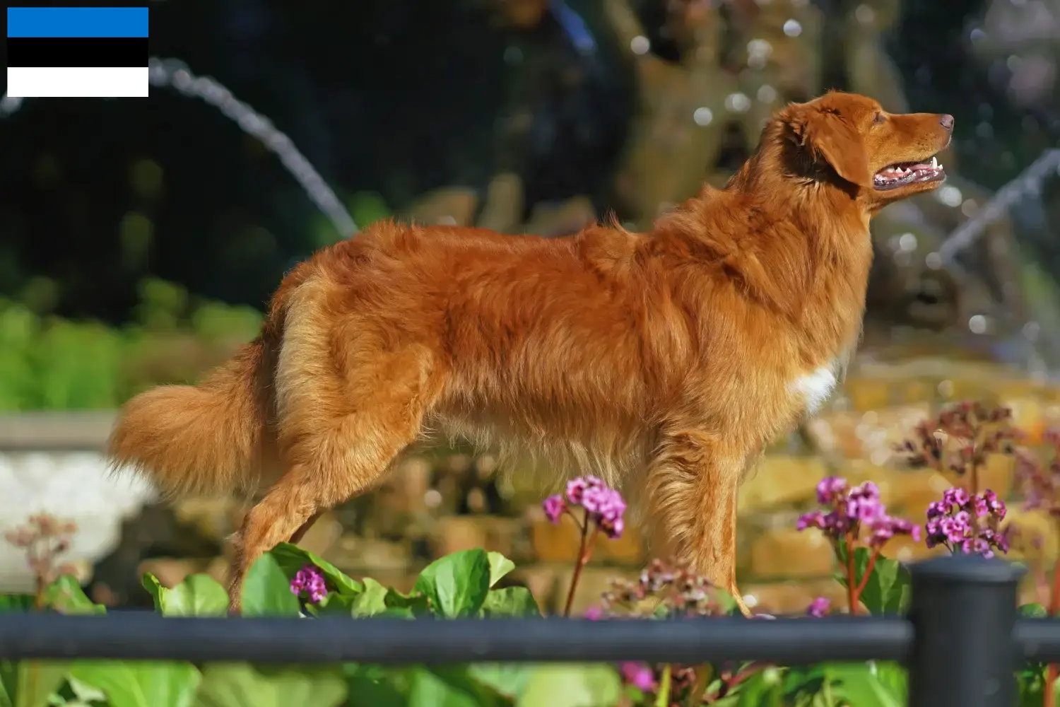 Read more about the article Nova Scotia Duck Tolling Retriever breeders and puppies in Estonia