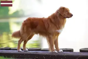 Read more about the article Nova Scotia Duck Tolling Retriever breeders and puppies in Latvia