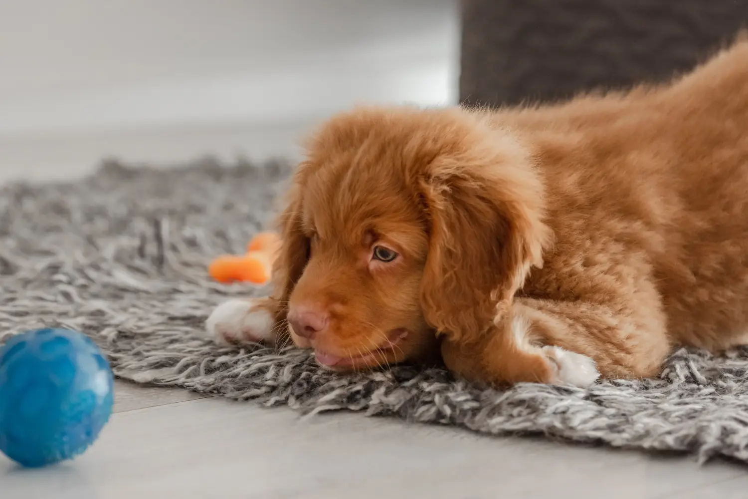 Buying a Nova Scotia Duck Tolling Retriever puppy means taking responsibility! Buy Nova Scotia Duck Tolling Retriever puppies.