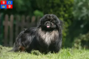 Read more about the article Pekingese breeders and puppies in Hradec Králové