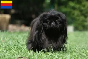 Read more about the article Pekingese breeders and puppies in North Holland