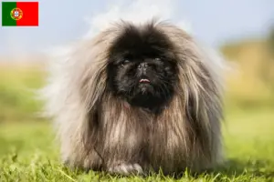 Read more about the article Pekingese breeders and puppies in Portugal