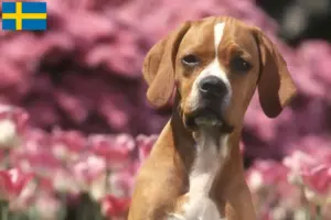 Read more about the article Perdigueiro Português breeders and puppies in Sweden