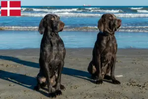Read more about the article Perdiguero de Burgos breeders and puppies in Denmark