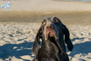 Read more about the article Perdiguero de Burgos breeders and puppies in Nordjylland