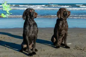 Read more about the article Perdiguero de Burgos breeders and puppies in Sjælland
