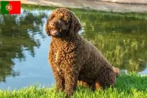 Read more about the article Perro de Agua Español breeders and puppies in Portugal