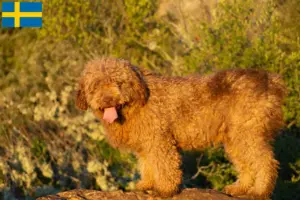 Read more about the article Perro de Agua Español breeders and puppies in Sweden