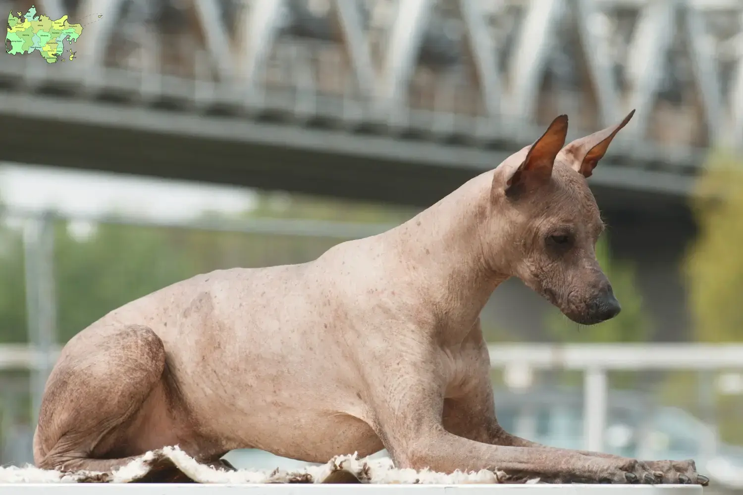Read more about the article Peruvian Hairless Dog Breeder and Puppies in Midtjylland