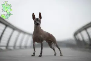 Read more about the article Peruvian Hairless Dog Breeder and Puppies in Sjælland