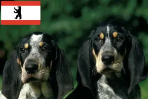 Read more about the article Petit Bleu de Gascogne breeders and puppies in Berlin