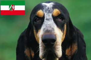 Read more about the article Petit Bleu de Gascogne breeders and puppies in North Rhine-Westphalia