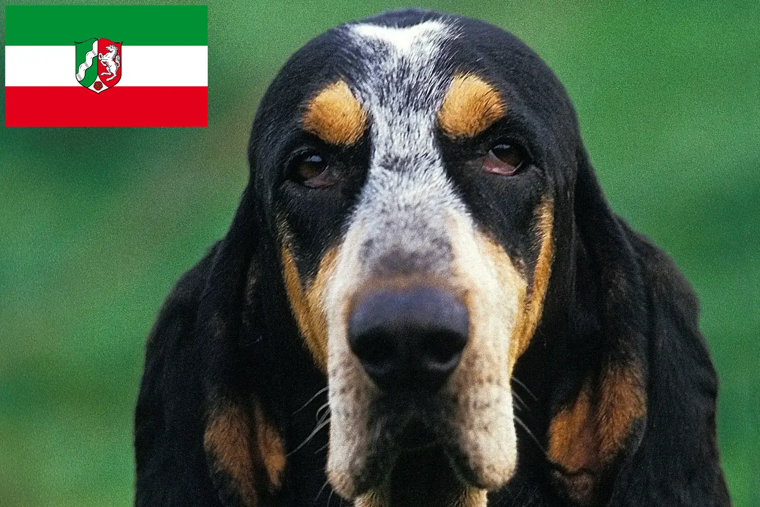 Petit Bleu de Gascogne puppies and breeders North Rhine-Westphalia Here you can find Petit Bleu de Gascognes breeders in North Rhine-Westphalia.