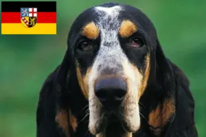 Read more about the article Petit Bleu de Gascogne breeders and puppies in Saarland