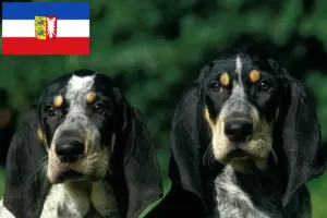 Read more about the article Petit Bleu de Gascogne breeders and puppies in Schleswig-Holstein