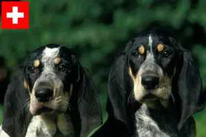Read more about the article Petit Bleu de Gascogne breeders and puppies in Switzerland