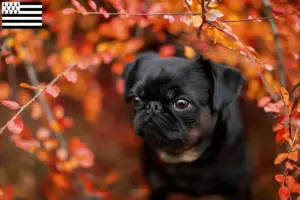 Read more about the article Petit Brabançon breeders and puppies in Brittany
