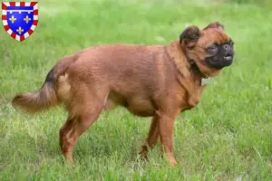 Read more about the article Petit Brabançon breeders and puppies in Centre-Val de Loire