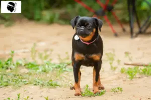 Read more about the article Petit Brabançon breeders and puppies in Corsica