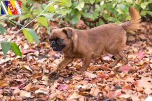 Read more about the article Petit Brabançon breeders and puppies in Grand Est