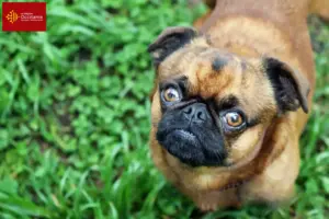 Read more about the article Petit Brabançon breeders and puppies in Occitania
