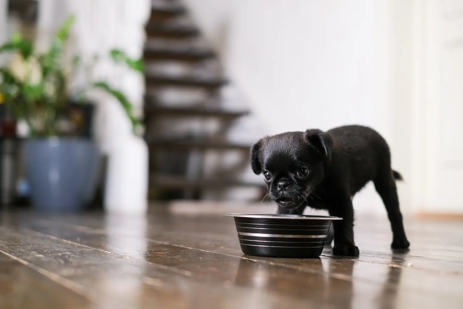 Buying a Petit Brabançon puppy means taking responsibility! Buy Petit Brabançon puppies.