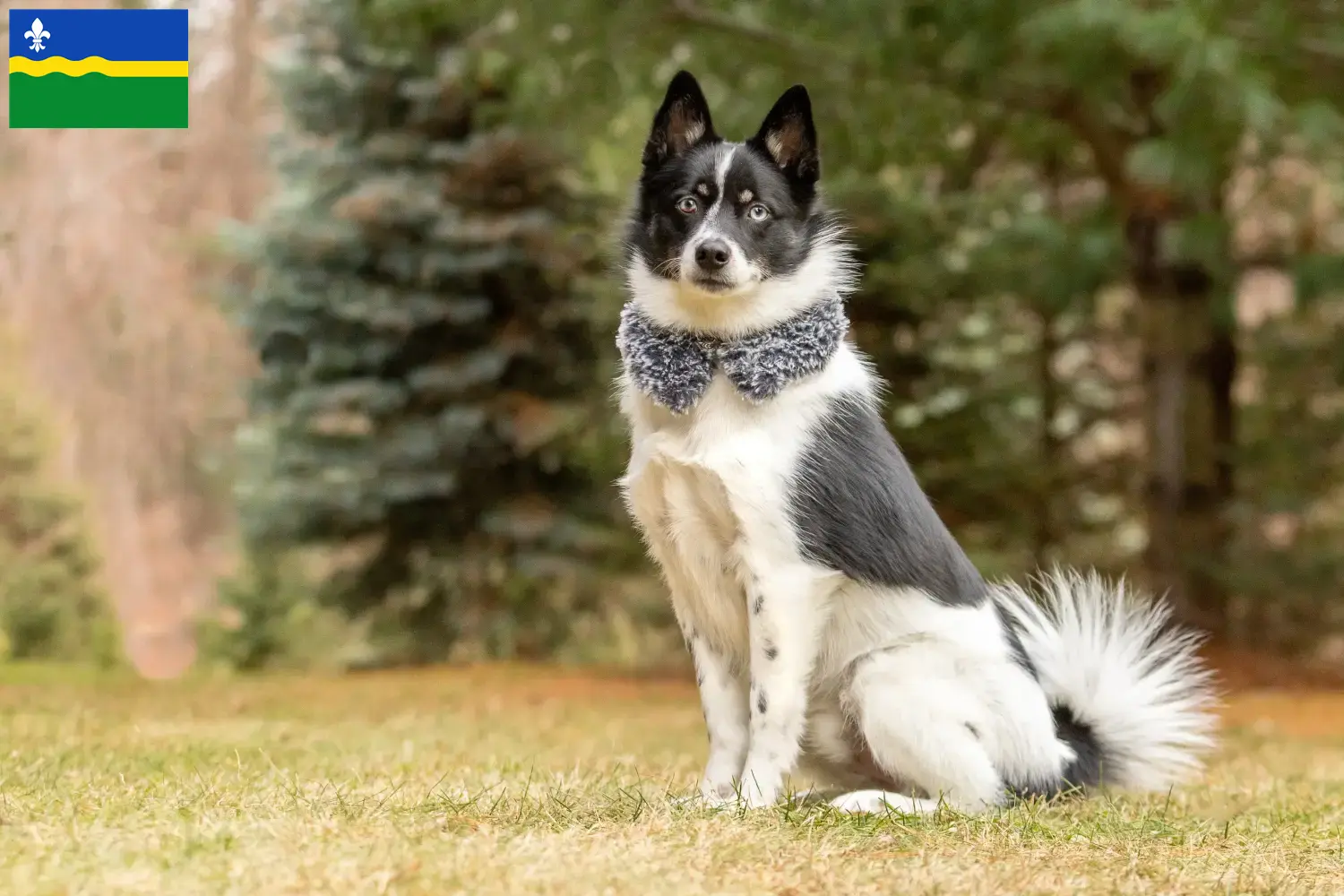 Pomsky puppies and breeders Flevoland Here you can find Pomskys breeders in Flevoland.