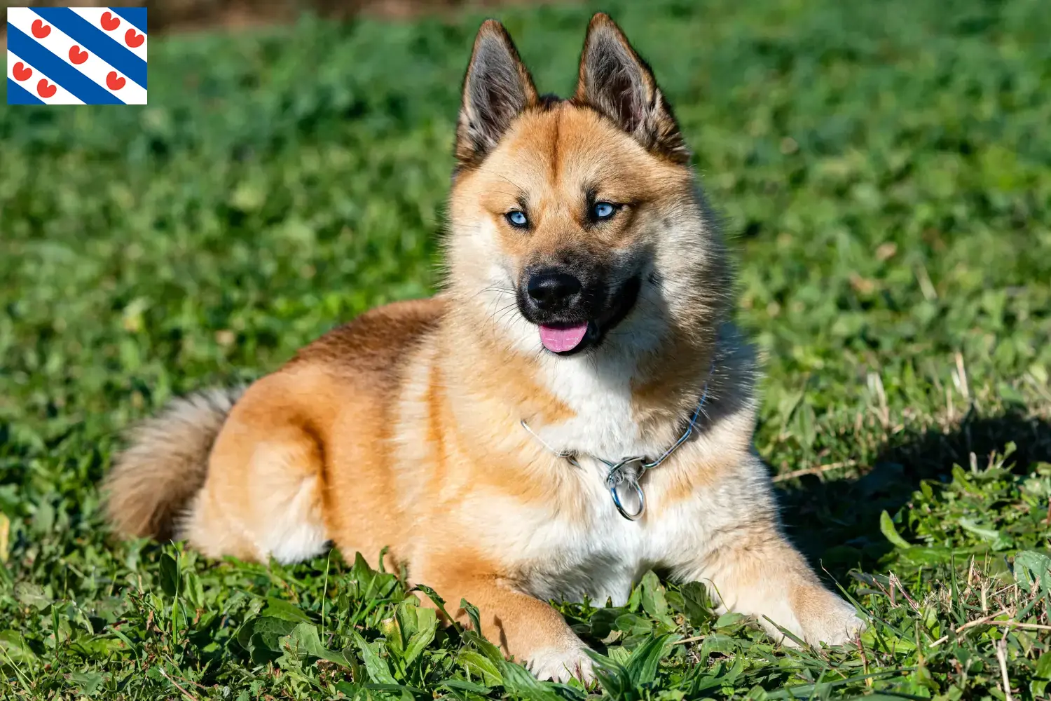 Pomsky puppies and breeders Friesland Here you can find Pomskys breeders in Friesland.