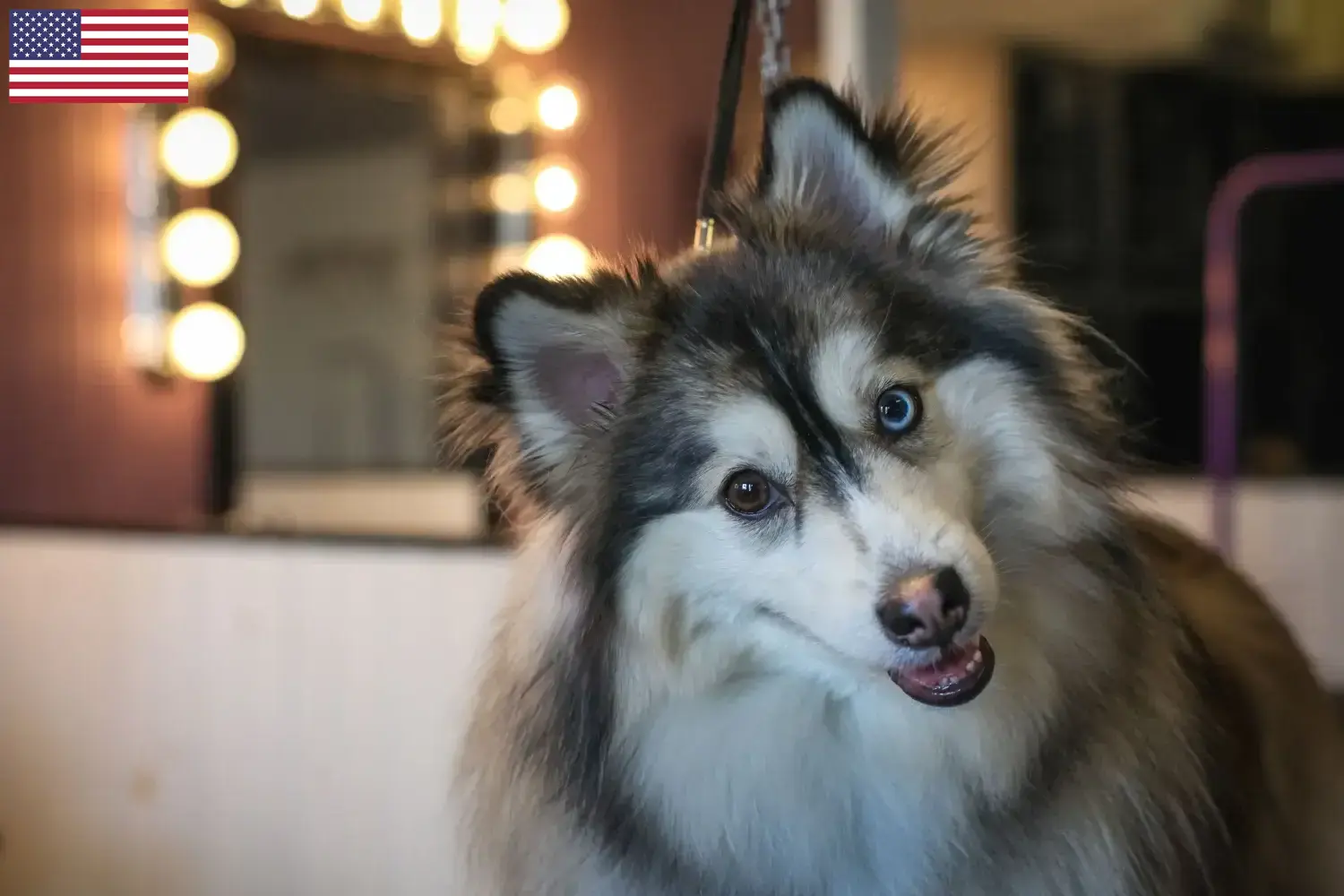 Pomsky puppies and breeders USA Here you can find Pomsky's breeders in the USA.
