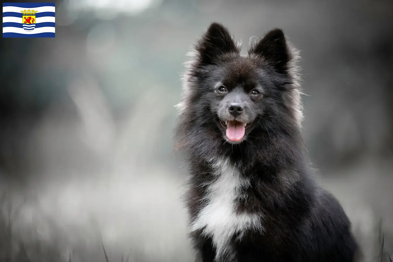 Pomsky puppies and breeders Zeeland Here you can find Pomskys breeders in Zeeland.