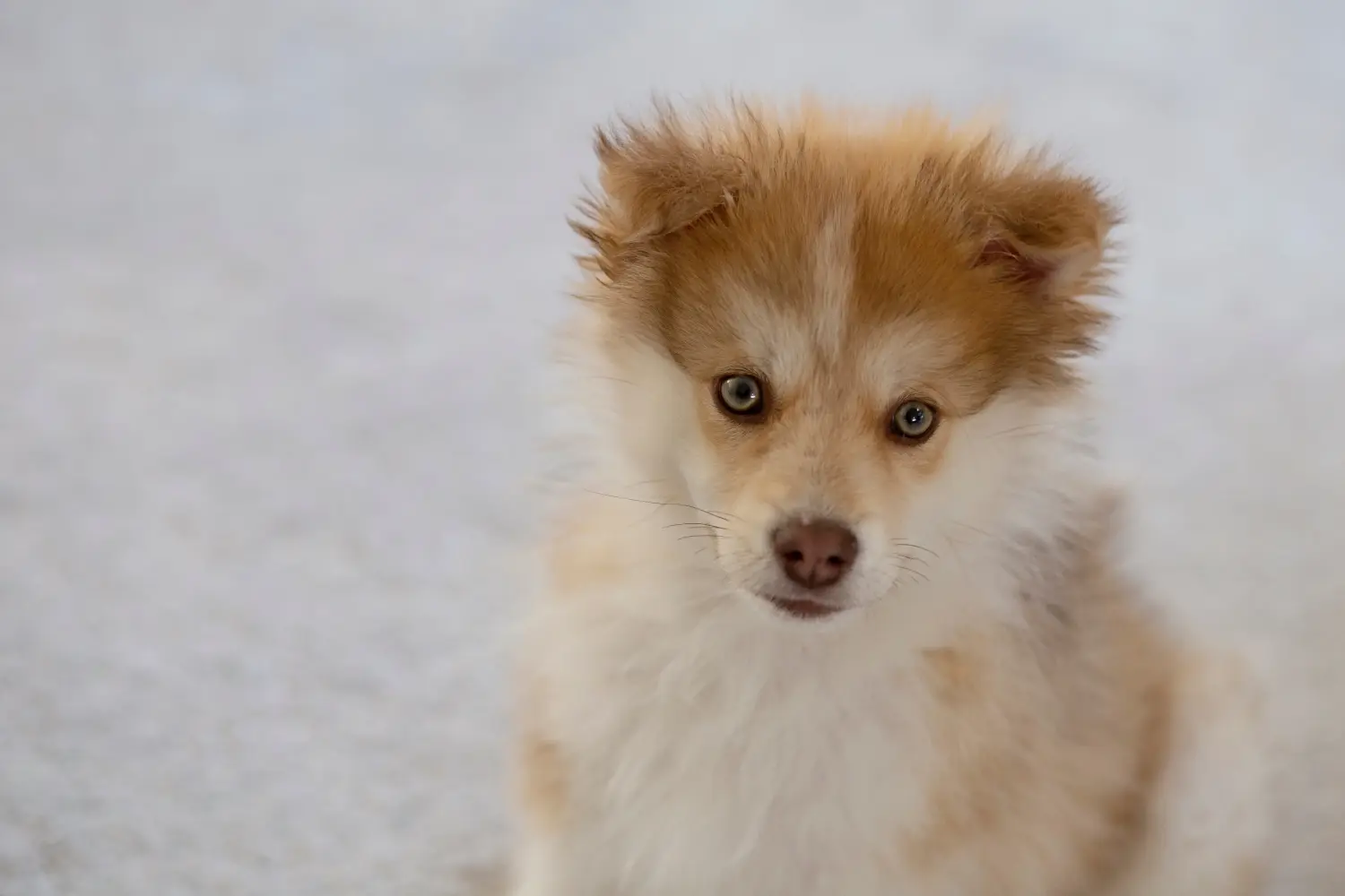 Buying a Pomsky puppy means taking responsibility! Buy Pomsky puppies.