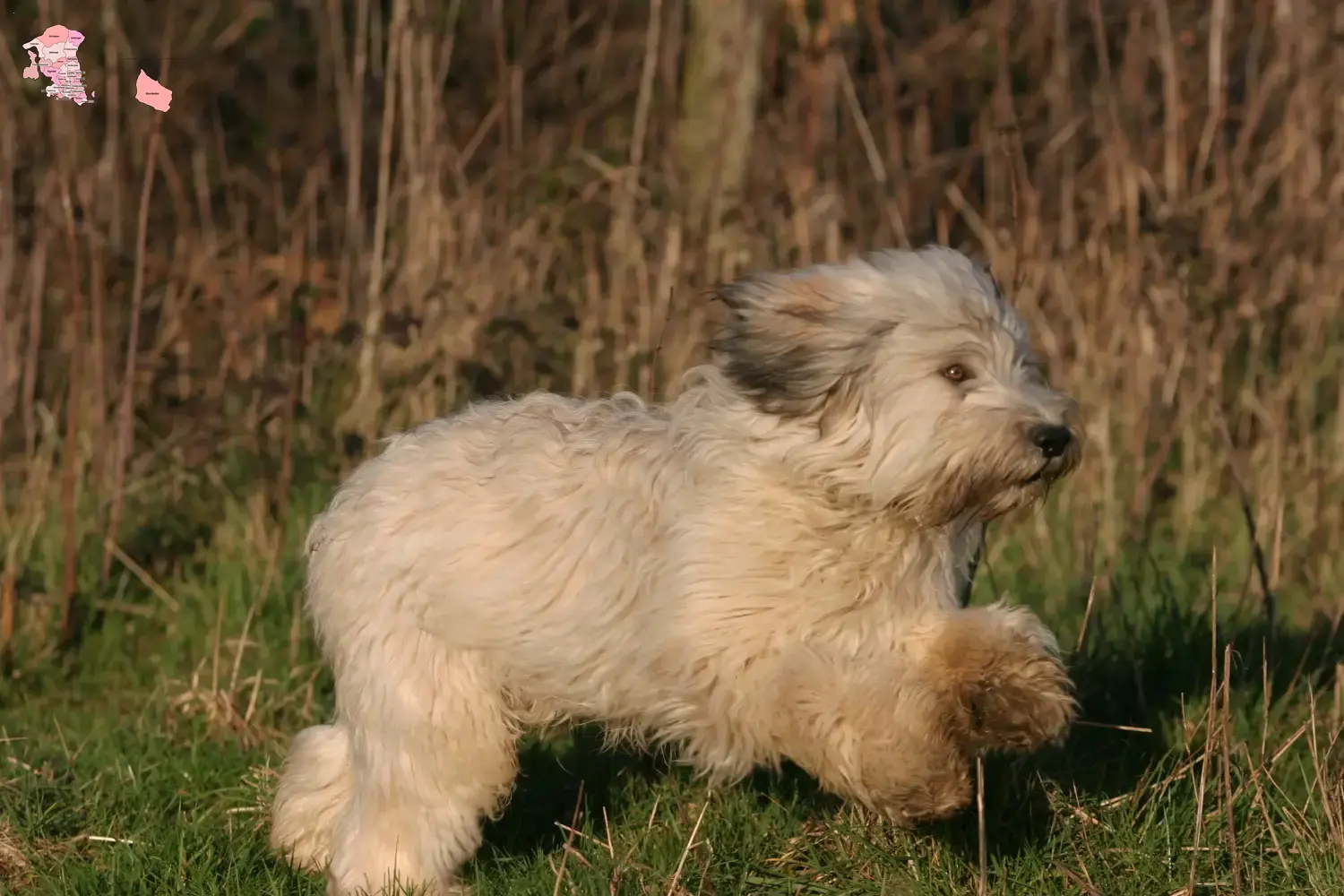 Read more about the article PON breeders and puppies in Hovedstaden