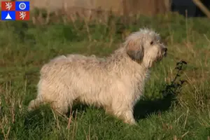 Read more about the article PON breeders and puppies in Liberec