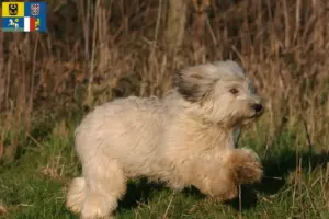 Read more about the article PON breeders and puppies in Moravia-Silesia