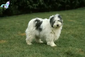 Read more about the article PON breeders and puppies in Nordjylland