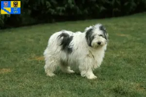 Read more about the article PON breeders and puppies in Olomouc